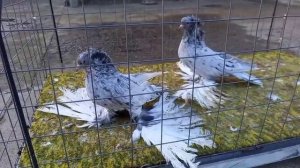 голуби северовказские