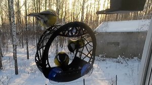 Три синицы под окном