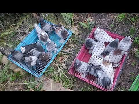 Вертячка в голубятне! смотреть онлайн