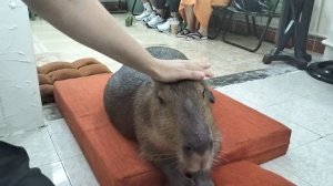 Кормлю капибара в Нячанге (Вьетнам)