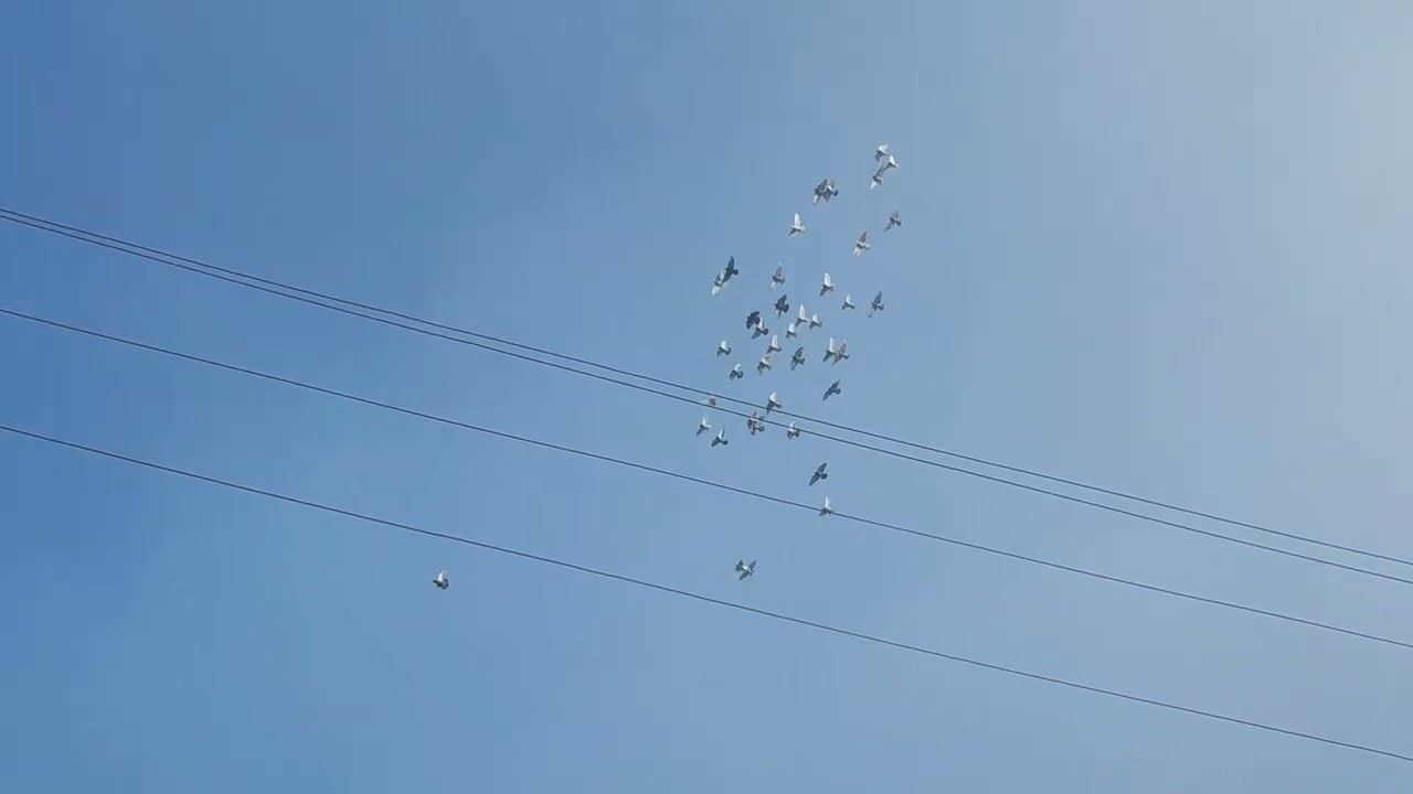 Гон голубей 17.07.22г.