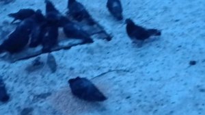 Птицы зимой