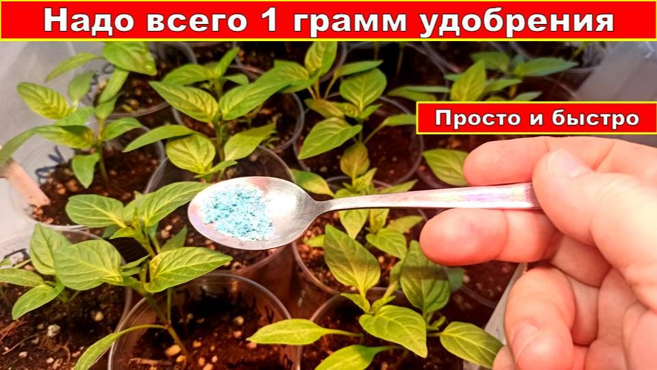 Надо всего 1 грамм удобрения для подкормки рассады! Как без весов отмерить любое сухое удобрение