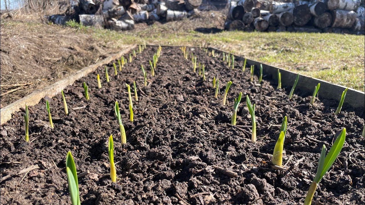 13.04.24 Влог: первая подкормка чеснок и клубника, розы не будет!… Обрезка гортензии. смотреть онлайн