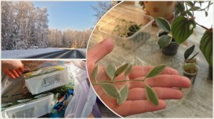 Татьянин день. Покупки. Распаковки.