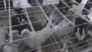 Ярмарка голубей. Рязань 19 февраля 2022 года. (3 серия) Праздник для голубевода.