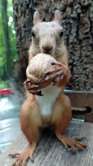 Два орешка. Июнь 2024 смотреть онлайн