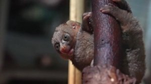 Детёныш древесной обезьяны