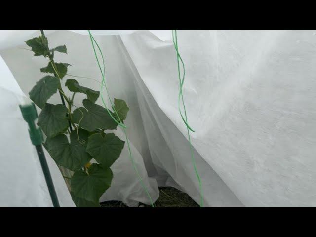 28.05.25 влог садовый: пекло +34, кусачая мошка, как сажаю? на огороде и в теплице сделано мало смотреть онлайн