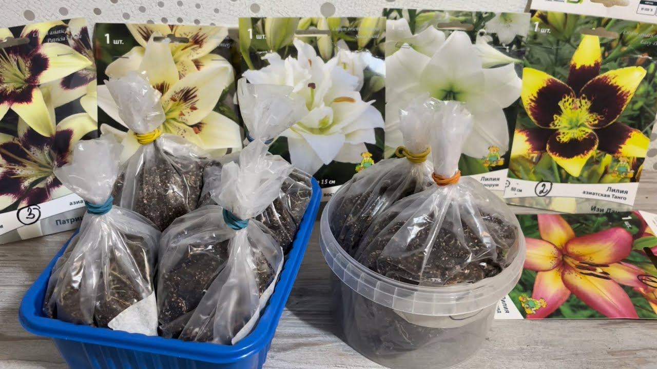 ЛИЛИИ в пакетах! Как сохранить до весны? смотреть онлайн
