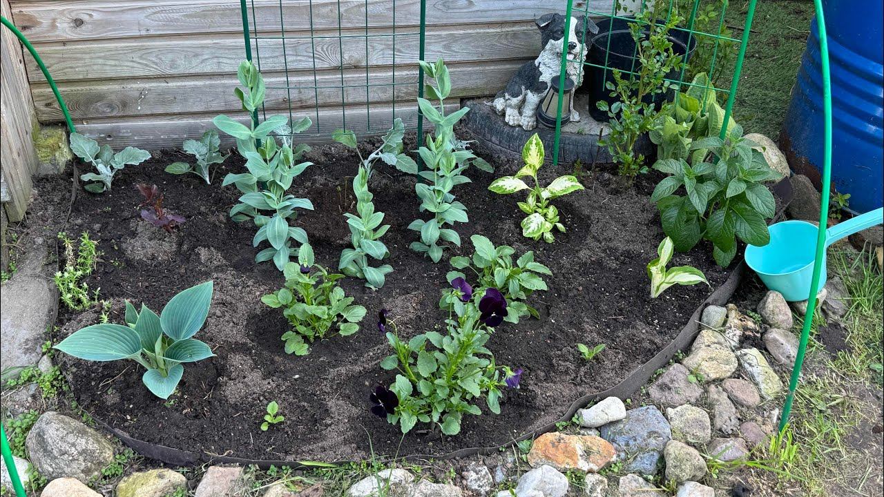 27.05.25 влог садовый: клумбу сделала, капусту посадила, жду растущую луну смотреть онлайн