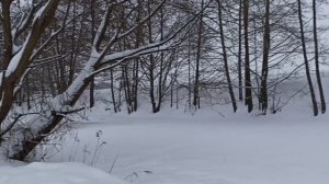 Белый селезень.