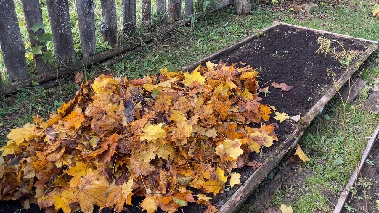 08.10.22 чеснок мульчирую, убираю теплицу и морковь сушу смотреть онлайн
