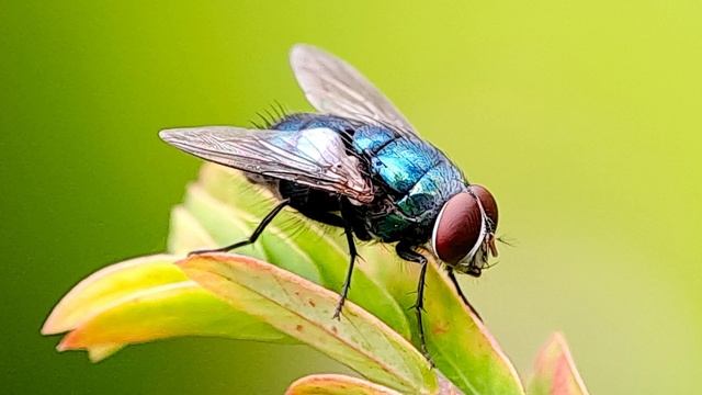 Муха жужжит. Звук летающей жужжащей мухи. Жужжание мухи