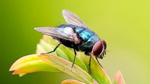 Муха жужжит. Звук летающей жужжащей мухи. Жужжание мухи