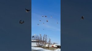 мои голуби 89895013708 Андрей