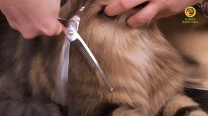 Битва грумеров. Анонс. Канал В Мире Животных