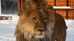 К Шерхану приехала царевна!  Самая долгожданная новость.