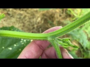 Обзор теплицы, огорода. Пасынкование огурцов. 20.06.21