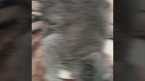 Hilllnik Edit by danilKaFiGDS (нет музыки, авторское право)