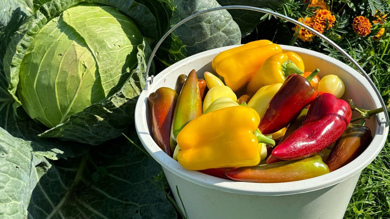 ПЕРЦЫ итоги 2024, проверенные сорта, новинки и как сохранились свежие. 2рецепта смотреть онлайн