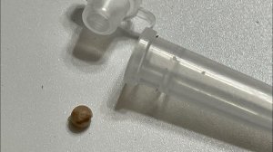 Тайна гранул Калибрахоа. ШОК!!!