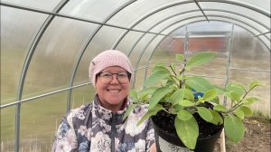 ВЛОГ 30.04.22 переезд рассады, суп из сныти и крапивы, снег!!!