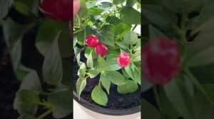 Острый перец на подоконнике!