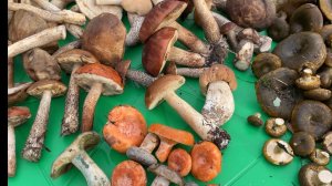 Грибы! 04.09.21 короткометражка