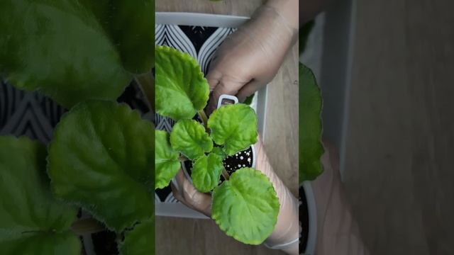 Что делать с процветшей фиалкой и как запустить её на повторное цветение? смотреть онлайн