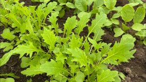 07.05.25 приехали на майские, что и куда сажать?