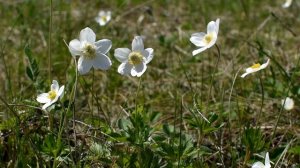 Луговые цветы. Ветреница лесная