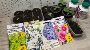 ЭУСТОМА. Посев, пикировка, подкормки. Обзор рассады и новых семян