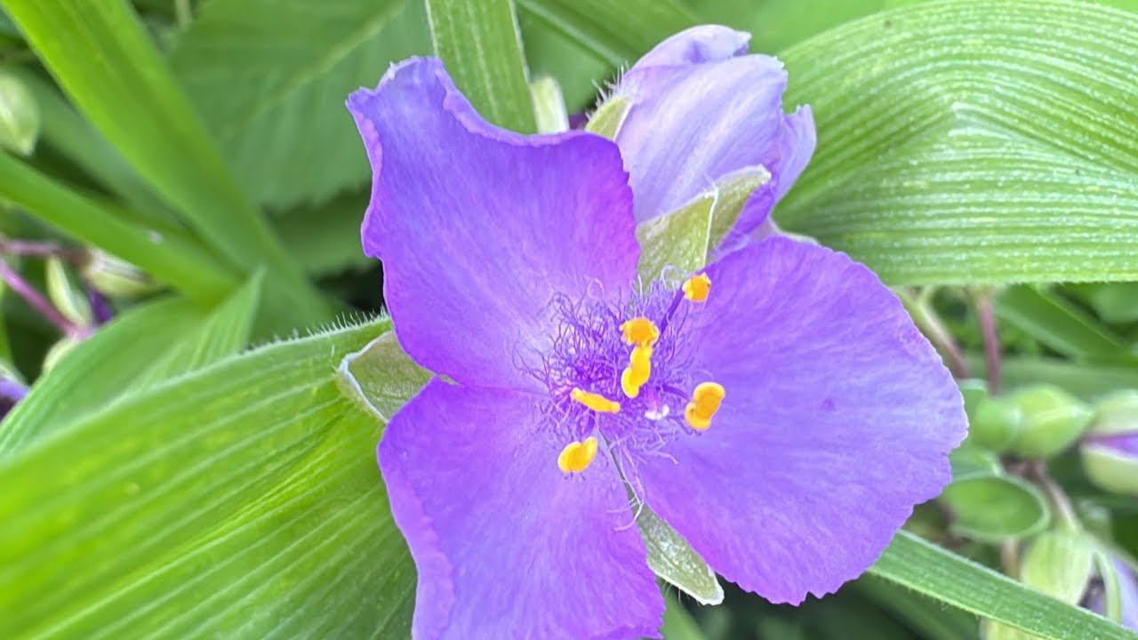 20.06.25 На огороде все плохо растет - холодно... приехали через неделю и даже огурцы не наросли смотреть онлайн