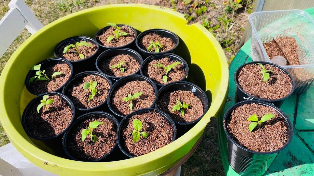 Влог 21.04.23 Пикировка томатов и цветов. Посеяла цинии. Выходные в деревне смотреть онлайн