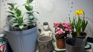 07.03.25 Рассада в квартире и цветы на 8 Марта