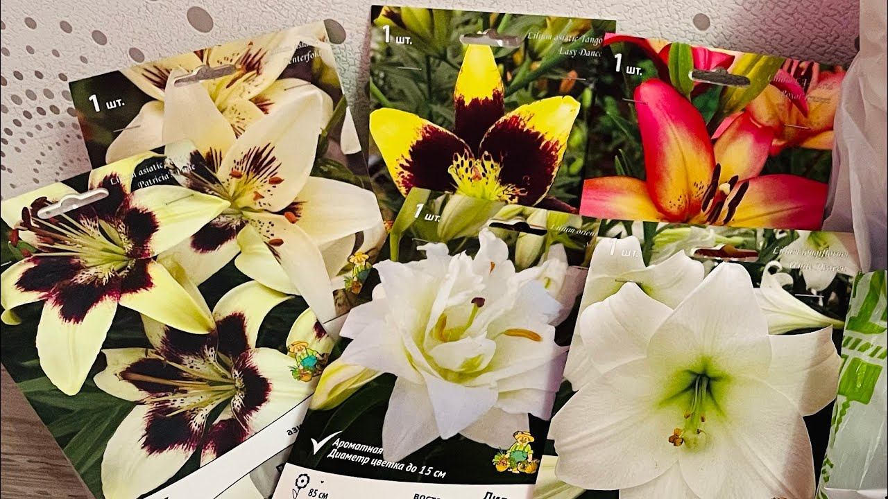 Купила ЛИЛИИ в Глобусе!!! 15.01.23 не рановато ли? смотреть онлайн