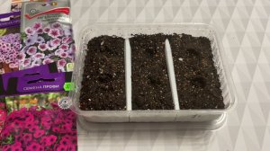 Посев петунии! БЫСТРО и ЛЕГКО!