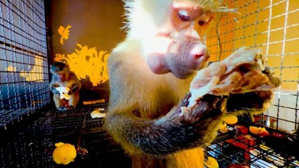 Анфиса с Маняшей так хорошо сидят вместе, даже в гамачек залезли и жуют морковку)