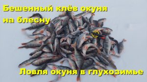Бешенный клёв окуня на блесну. Ловля окуня в глухозимье