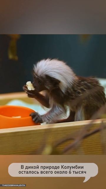 Среди сибирских снегов, далеко от знойной Колумбии смотреть онлайн