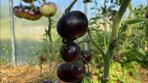 Обзор томатов Ч.1 ЧЁРНЫЕ уголёк, черничный десерт, чёрный жемчуг и вишенка чёрная.