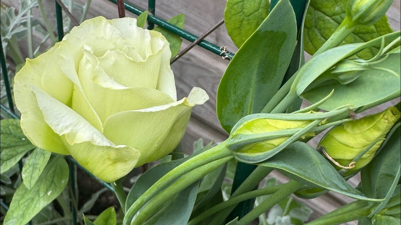 06.07.25 субботний огородный день, клумбу обновила, траву в мульчу! смотреть онлайн