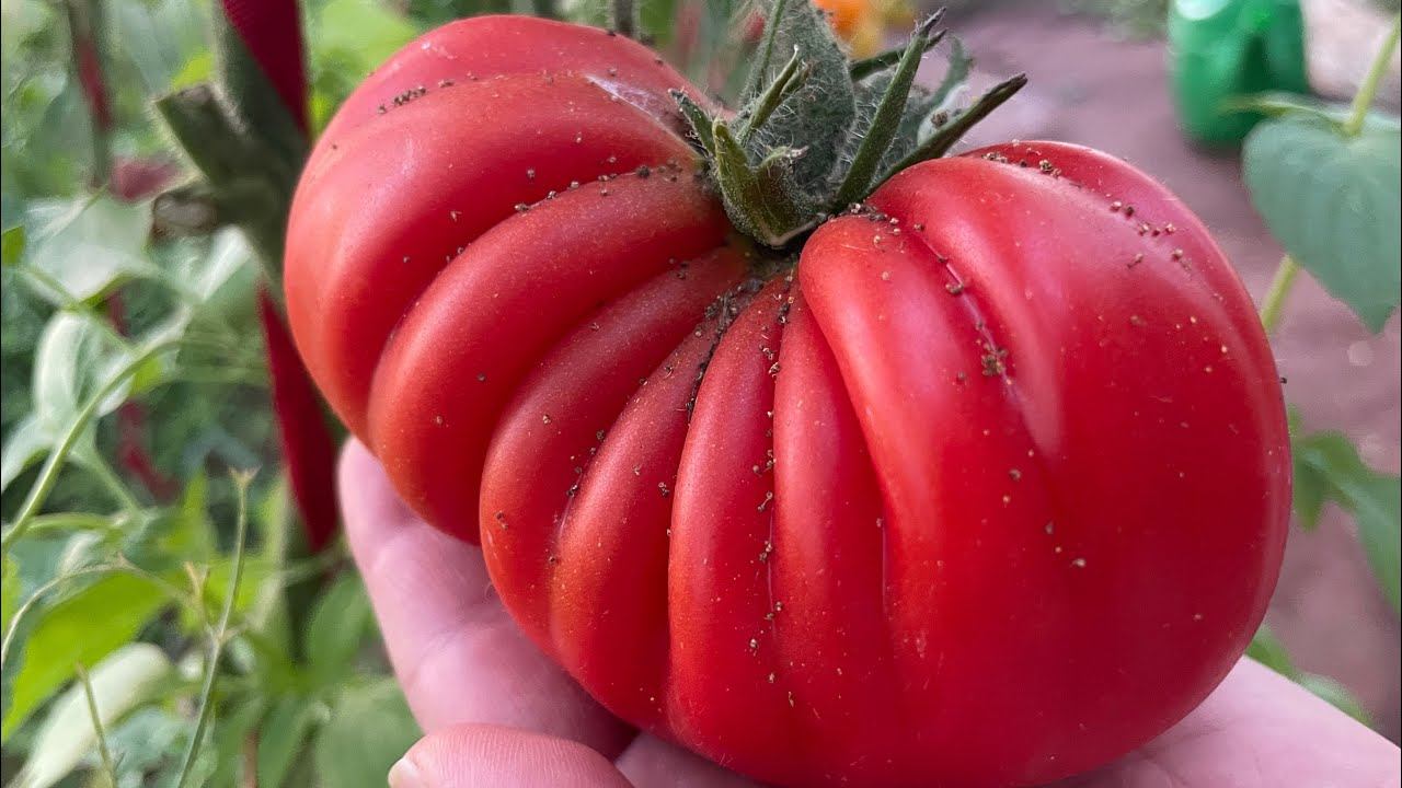 11.08.23 Влог. Подсолнухам шапочки, помидоры спеют! смотреть онлайн