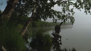 Звуки природы для сна — туманное озеро на рассвете | пение птиц, утки, лягушки, шум воды