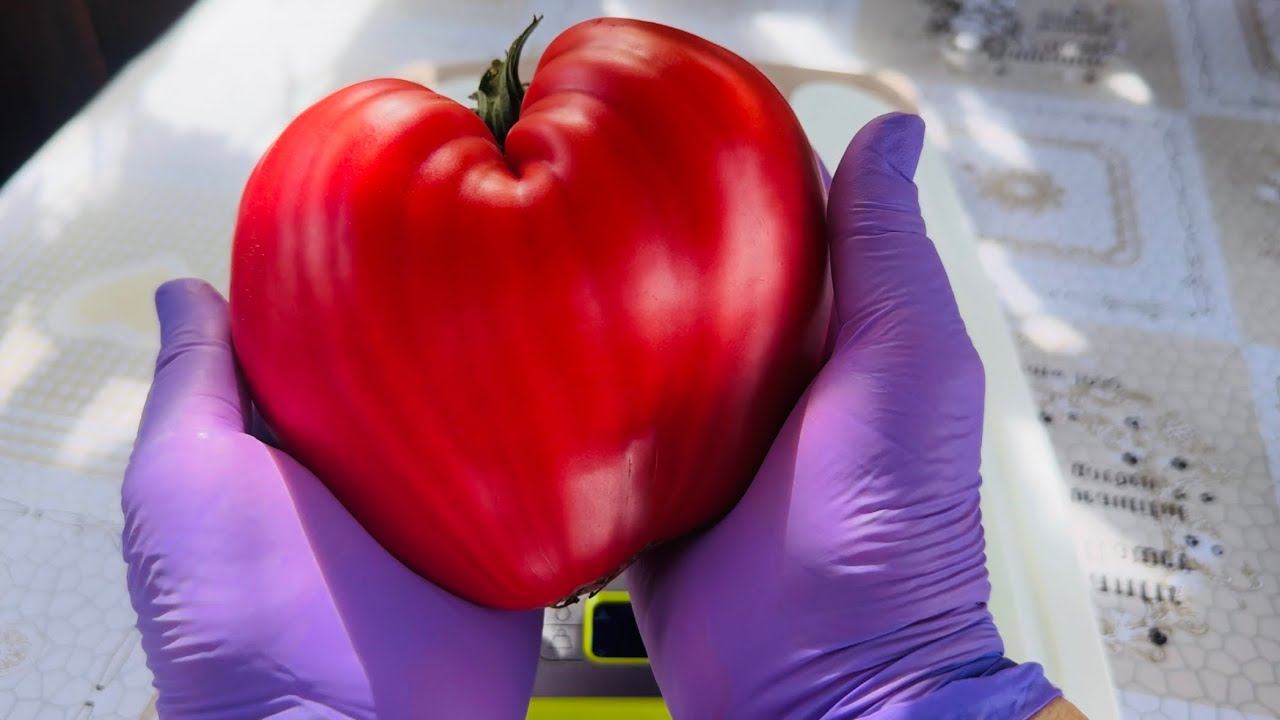 Обзор и Дегустация КРУПНОПЛОДНЫХ томатов! смотреть онлайн