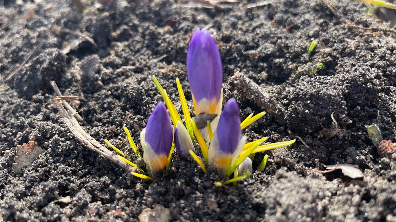 ВЛОГ 08.04.23 Чеснок всходит, яблоню обрезала, розы съели, цветы посеяла смотреть онлайн