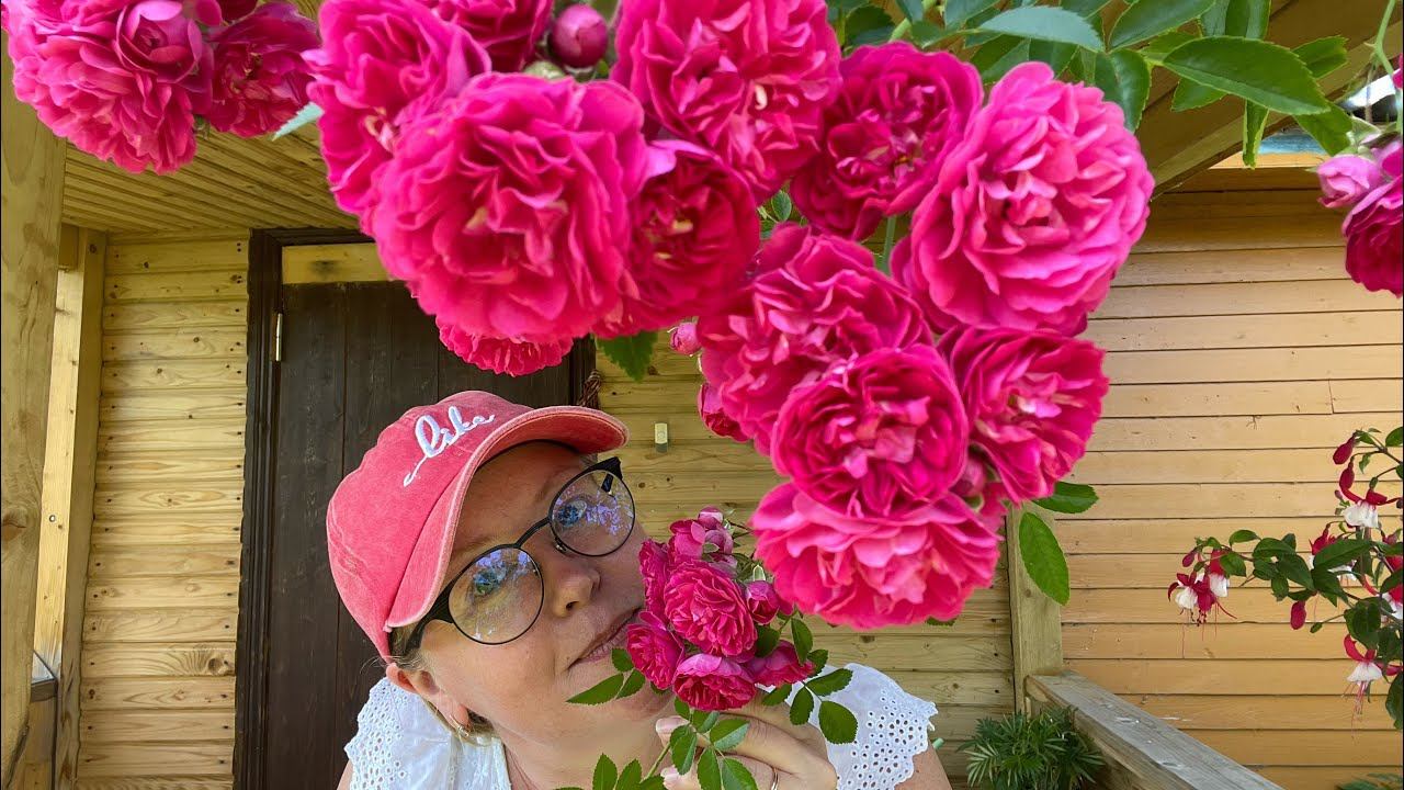 РОЗА плетистая в полном цвету! ПРЕЛЕСТЬ смотреть онлайн