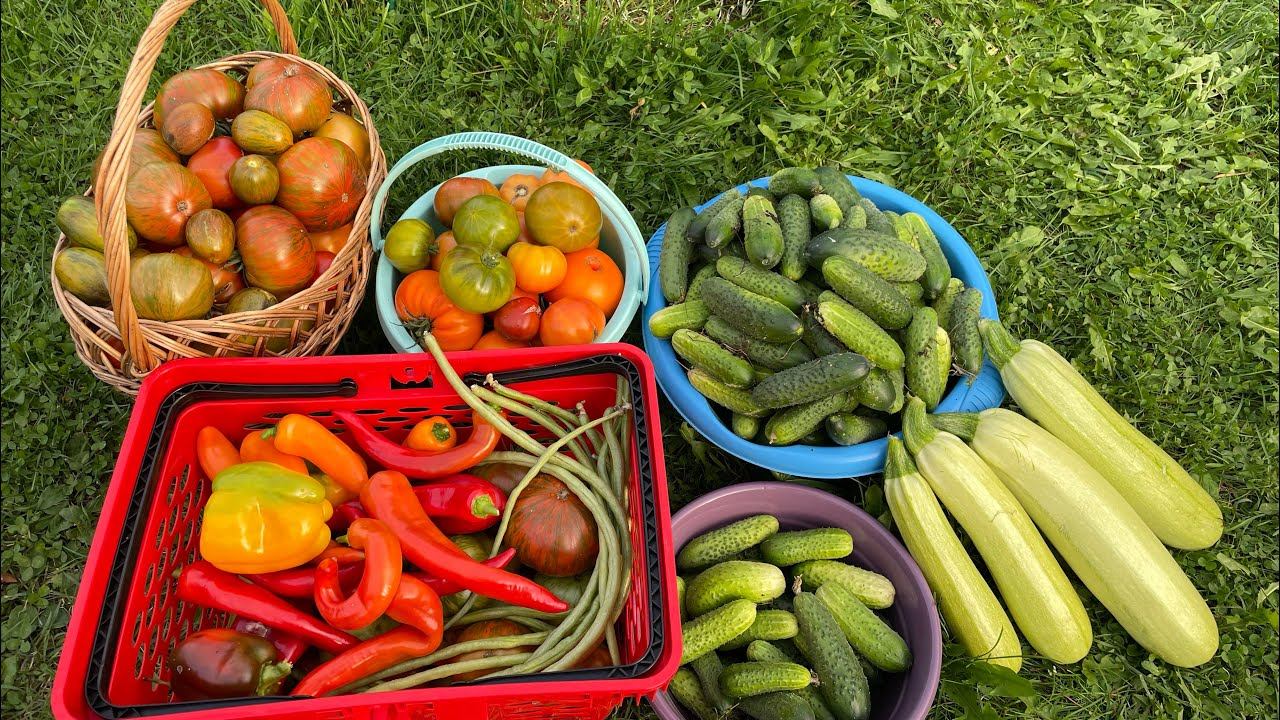 16.09.23 опять урожай! начинаю убирать теплицу, влог дачных забот. смотреть онлайн