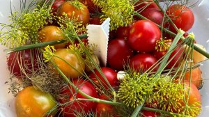 24.08.25 КВАСИМ помидоры. Убрала часть кустов томатов.